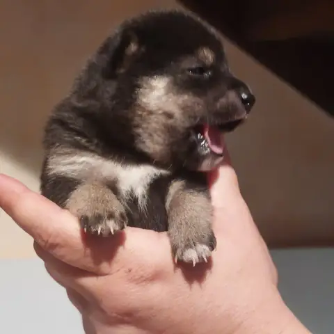 Shiba  Chiot 1 Du Lac De Beaulieu