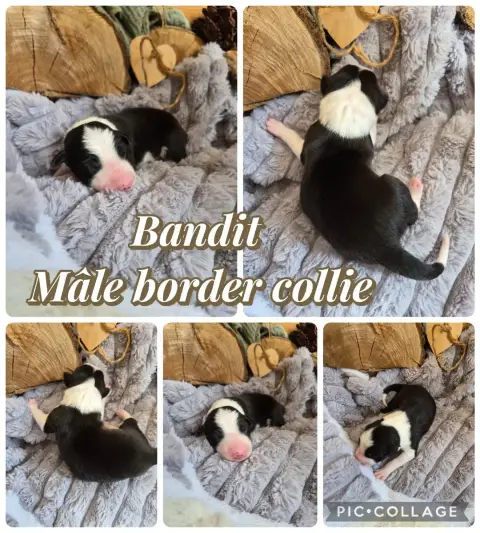 Border Collie  Bandit