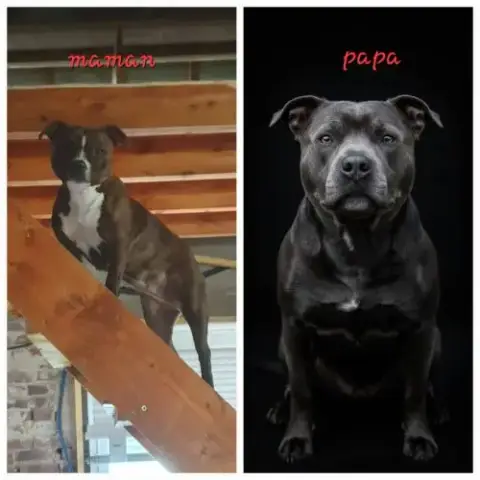 Chiots Stafforshire Bull Terrier
