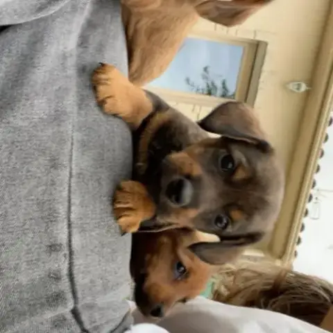 Chiot De Petite Taille Teckel