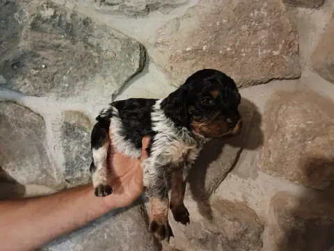 Epagneul Breton  Chiot N°1 Des Terres Aniciennes