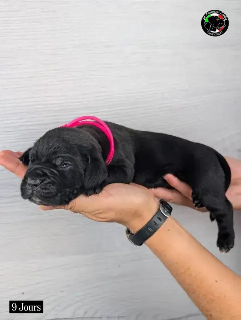 Cane Corso 
                        Collier Rose Fluo adb88 photo 3