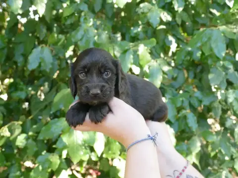 Cocker Spaniel Anglais photo 2