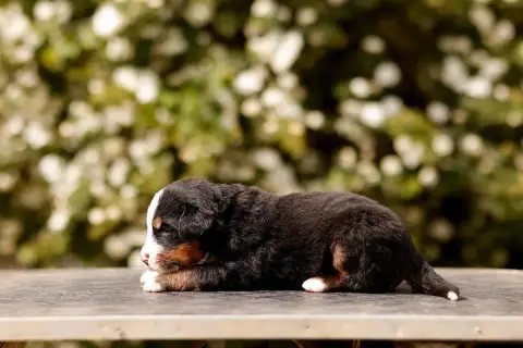 Bouvier Bernois  Chiot 2 De La Vallée De L'Hyrome photo 3