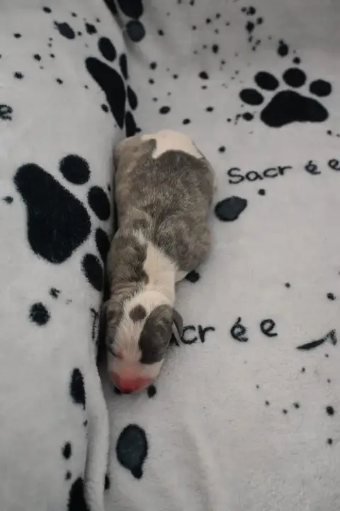 Whippet  Barbalala De La Truffe Sacrée