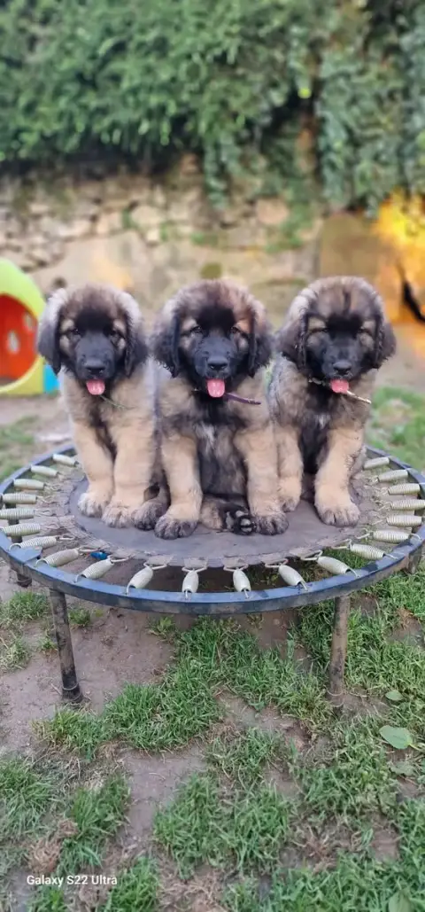 Leonberger  Brunehilde De La Vallée Des Mammouths photo 2
