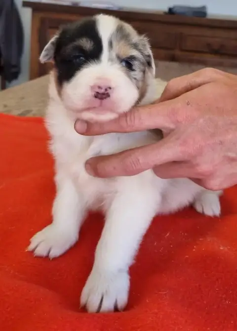 Berger Australien  Chiot N°2 Des Hirondelles Du Voyag 2df5f photo 3
