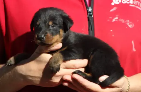 Berger De Beauce  Chiot 5 De Genevayse photo 3