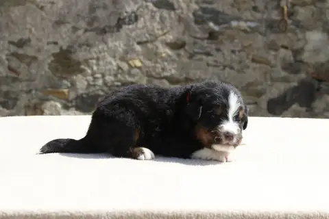 Bouvier Bernois  Chiot 7 De La Vallée De L'Hyrome photo 3
