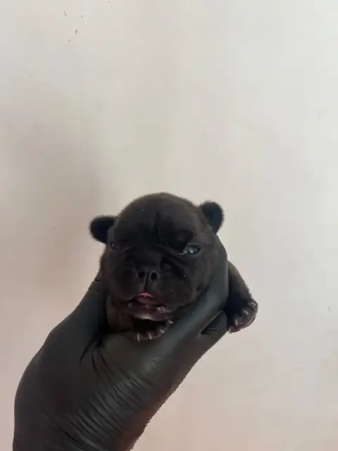 Bouledogue Français  Chiot N°2 British Bulls Of Provi 87243