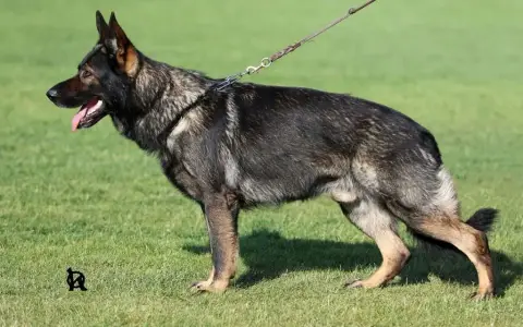 Berger Allemand  Chiot 3 Des Trésors Du Maquis photo 2