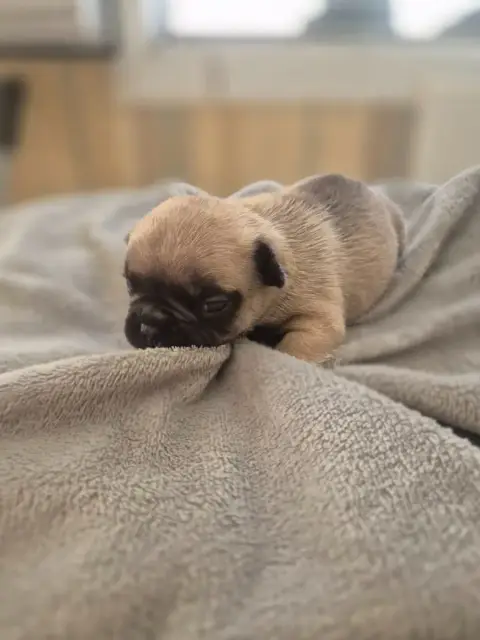 Bouledogue Français  Chiot N°2 Le Domaine D'Oscar photo 2