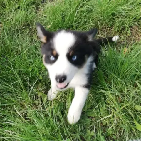 Chiots Bergers Australiens Yeux Bleus