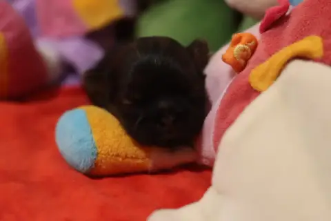 Shih Tzu  Brian De La Ferme Des Mottes