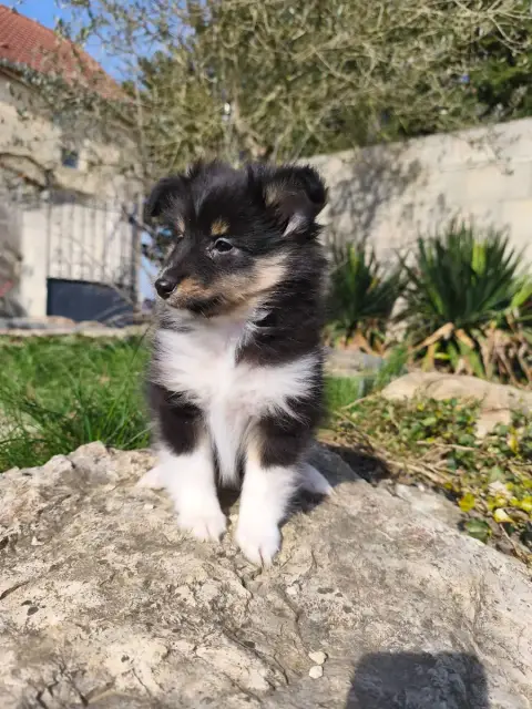 Shetland Sheepdog  Chiot 1 Du Mont Chauve