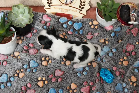 Biewer Terrier  Bleu Black Of Angels Life photo 3