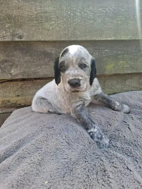 Epagneul Bleu De Picardie  Chiot N°2 Des Sources Du L dc78e