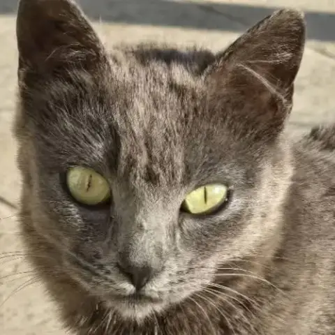 Adopter Chatte Grace