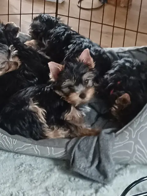 Yorkshire Terrier  Anastasia Fantasia Du Domaine De L bde11 photo 2