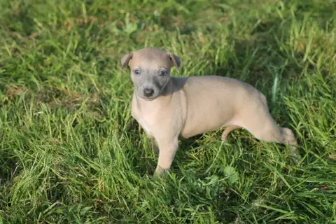Whippet photo 2