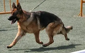 Berger Allemand  Chiot N°1 Des Greniers Du Roy photo 2