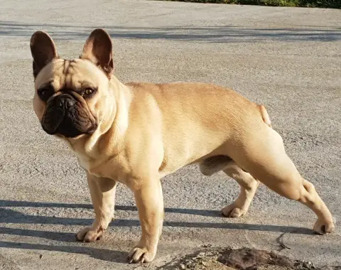Bouledogue Français  Bastos Du Bois D'Athée photo 3