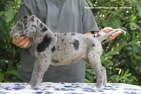 Dogue Allemand photo 3