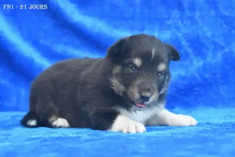 Shetland Sheepdog photo 3
