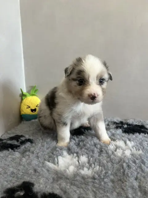 Berger Australien 
                        Chiot N°8  d23ed
