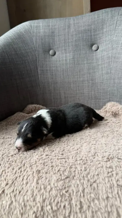 Shetland Sheepdog  Chiot 4 Du Banc Des Hermelles photo 2