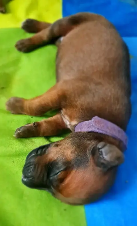 Rhodesian Ridgeback  Baako Kutamba Familia Nostra