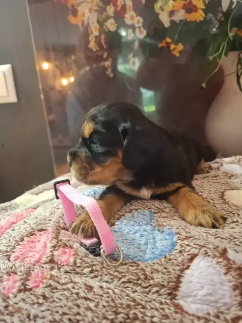 Cocker Spaniel Anglais  Chiot N°3 Du Domaine Des Robe c893a