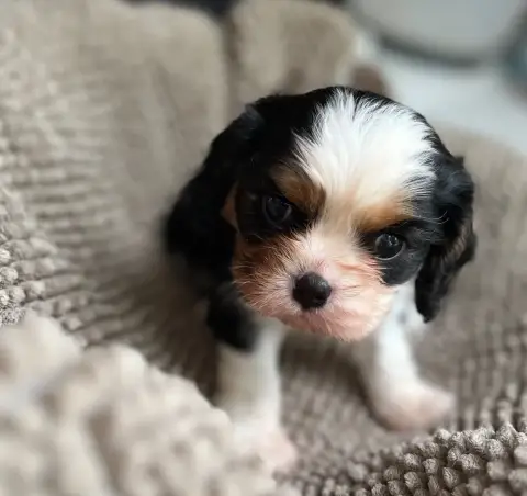 Cavalier King Charles Spaniel  Chiot 4 Du Chemin En T 7b238