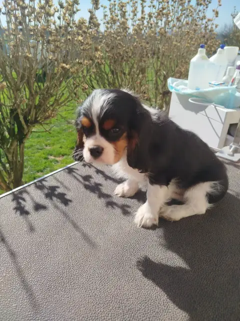 Cavalier King Charles Spaniel  Angus Du Domaine Des D 049da photo 3