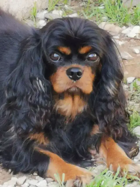 Cavalier King Charles Spaniel  Chiot 3 Du Puits Des S 8ca44 photo 3