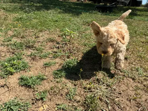 Adopter Lagotto Romagnolo 
                        Chiot N°5  3f946