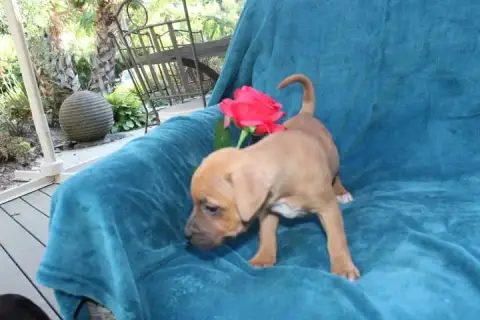 Staffordshire Bull Terrier  Chiot N°5 Des Terres De L 35a21 photo 3