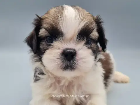 Shih Tzu  Bacara Du Mont De La Chenaie