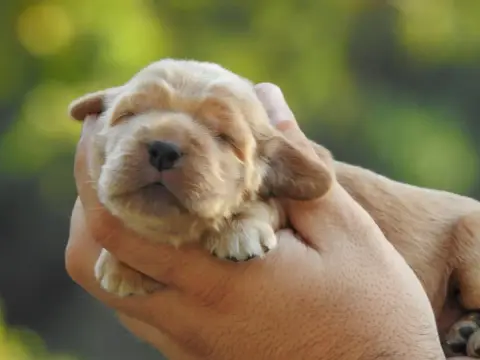 Cocker Spaniel Anglais 
                        B5 Du 9994c