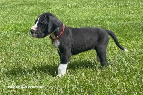 Dogue Allemand  Bella Du Clos Du Bonheur photo 3