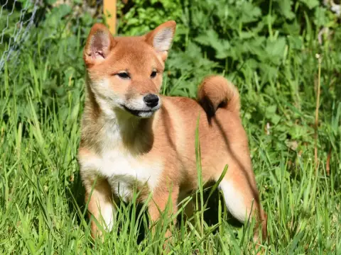 Shiba