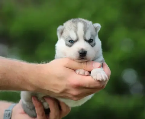 Siberian Husky  Boris Of Masadora