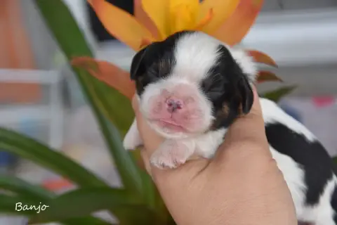 Cavalier King Charles Spaniel  Banjo De La Plaine Du  f27c5