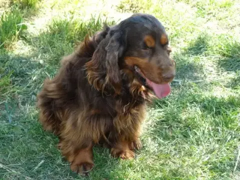 Cocker Spaniel Anglais  Baya De L'Arc De Sedo photo 3