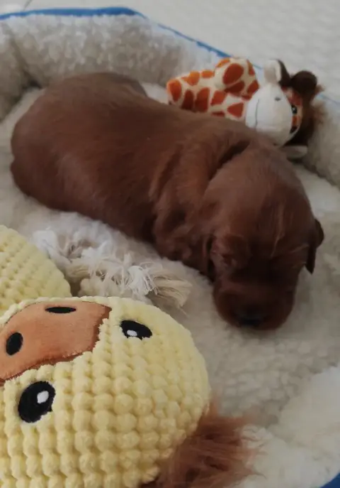 Setter Irlandais Rouge 
                        Chiot ff0ba photo 3