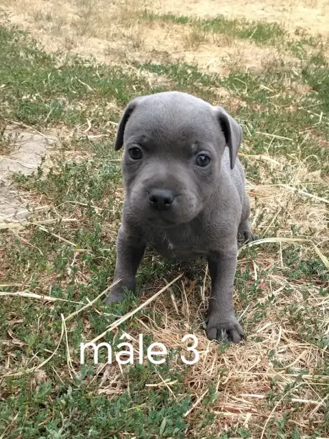 Staffordshire Bull Terrier 
                        C e6067