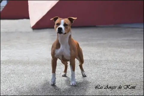 American Staffordshire Terrier  M2 Born To Be Boss "B 96438 photo 3