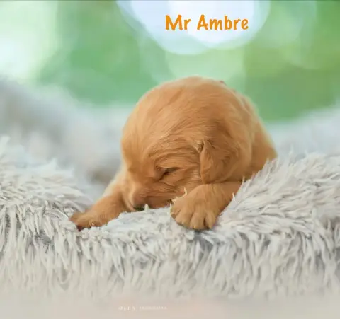 Golden Retriever 
                        Monsieur Am 01a31 photo 2