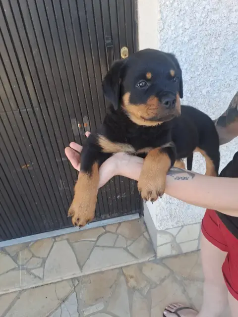 Rottweiler  Rose Des Volcans De Feu