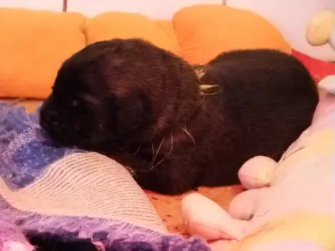 Adopter Leonberger  Bourgogne De La Ligne Bleue